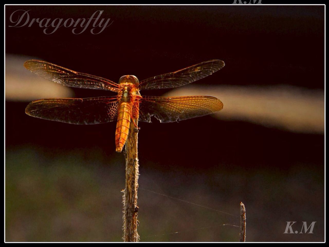 one animal, animal themes, animals in the wild, wildlife, close-up, insect, focus on foreground, transfer print, dragonfly, full length, nature, auto post production filter, outdoors, no people, day, animal wing, beauty in nature, side view, stem