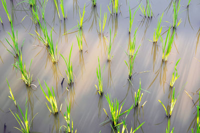 Full frame shot of flowering plant