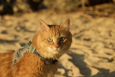 Domestic ginger cat on the beach in okinawa, japan.