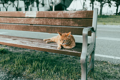 Cat sitting on bench