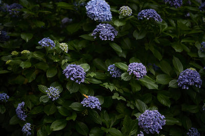 Close-up of purple flowering plants