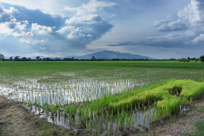 Scenic view of field against cloudy sky