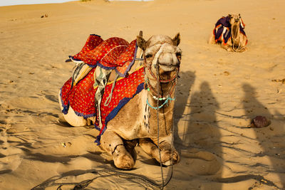 View of camel on sand in dessert