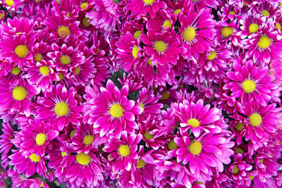 High angle view of pink flowering plants