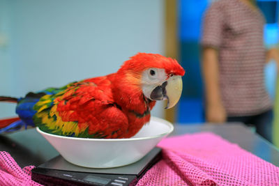 Close-up of parrot perching on table