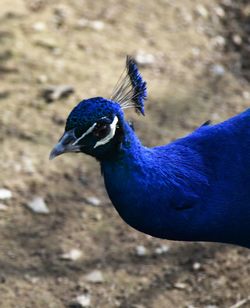 Close-up of a peacock