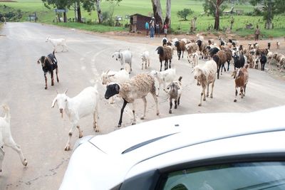 Car on road