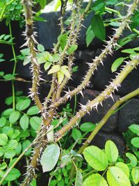 Close-up of plant