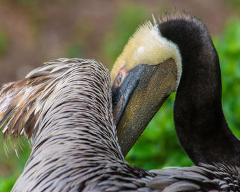 Close-up of pelican