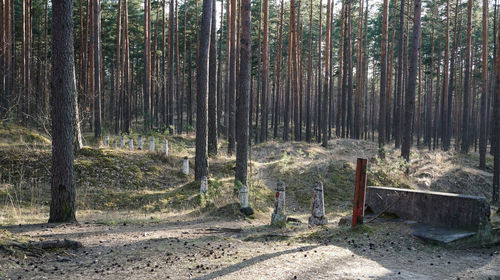 View of trees in forest