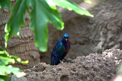 Close-up of bird perching on leaf