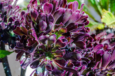 Close-up of pink flowering plant