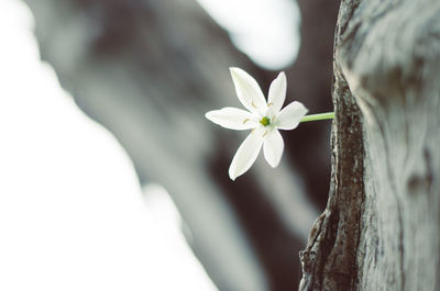 Close-up of flowers blooming outdoors
