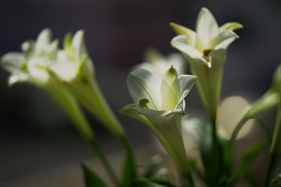 Close-up of white flowering plant