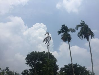 Low angle view of coconut palm trees against sky