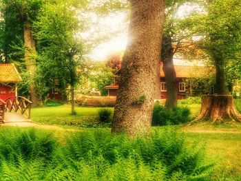 Trees growing on grassy field in park