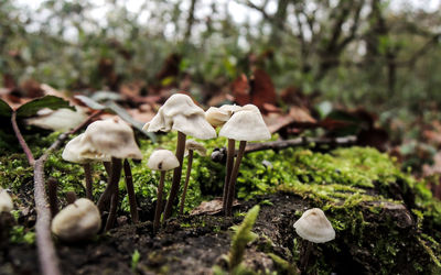 Close-up of mushrooms growing on field in forest