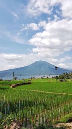 Scenic view of agricultural field against sky