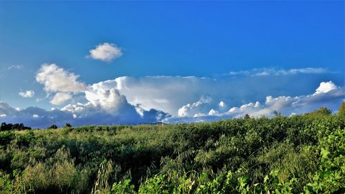 Scenic view of field against blue sky