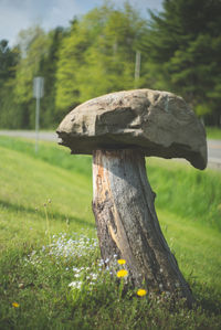 Close-up of tree growing on grassy field