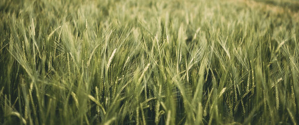 Full frame shot of wheat field