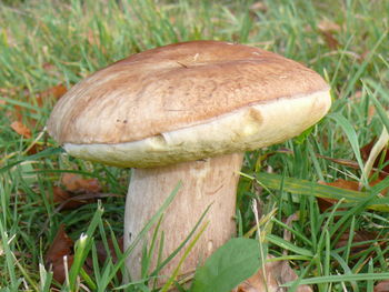 Close-up of mushroom growing on field