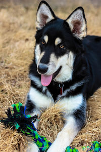 Close-up of black dog lying on field