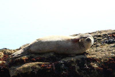 View of turtle on rock