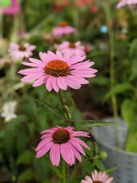 Close-up of pink flower