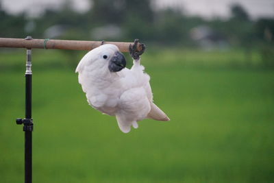 Close-up of bird perching on a land