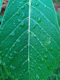 Close-up of wet leaves on rainy day