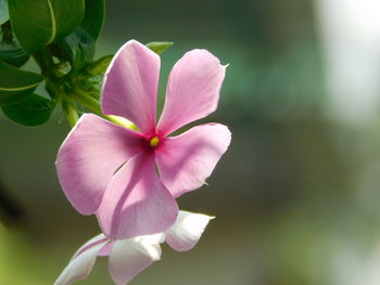 Close-up of pink flowering plant in park