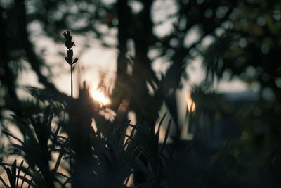 Close-up of silhouette plant against blurred background