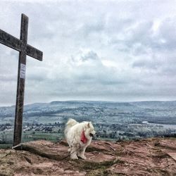 Dog standing by cross on mountain against cloudy sky