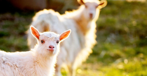 Sheep standing in a field