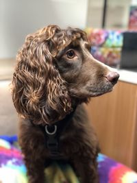 Close-up of dog looking away at home