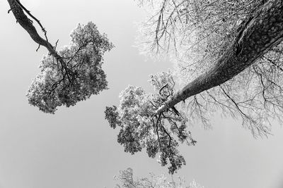 Low angle view of bare tree against clear sky