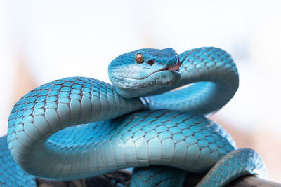 Close-up of snake