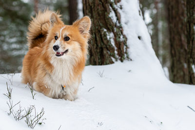 Dog lying on snow covered land