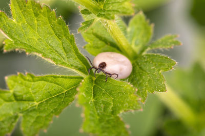 Close-up of insect on leaf