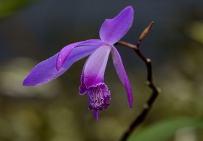 Close-up of pink flower blooming outdoors