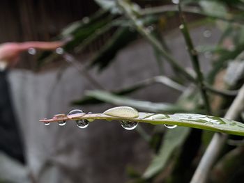 Close-up of water drops on plant