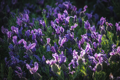 Close-up of purple flowering plants on field