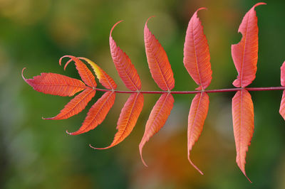 Close-up of red leaves on plant