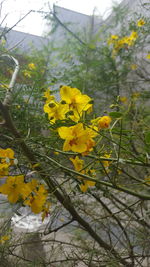 Yellow flowers growing on tree