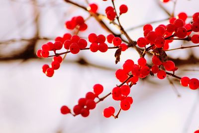 Close-up of red berries on tree