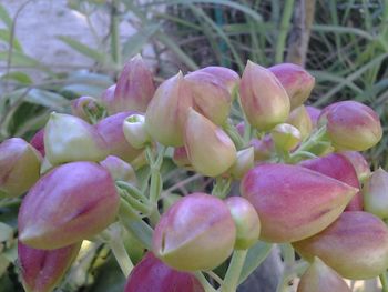 Close-up of pink flowers