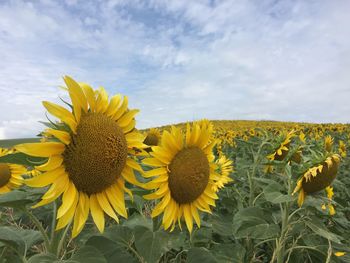 Close-up of sunflower on field against cloudy sky