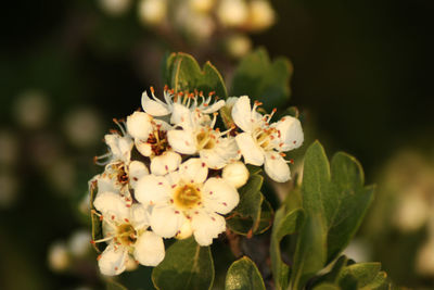 Close-up of white flowers