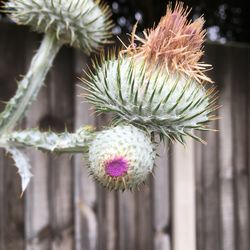 Close-up of succulent plant